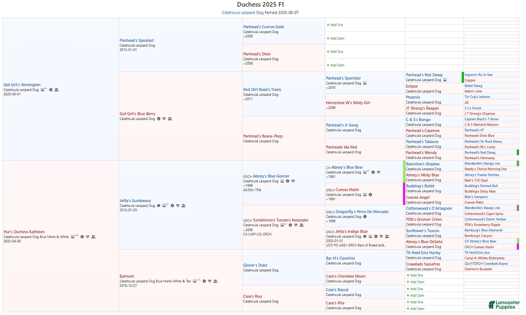 Catahoula Leopard Dog dogs for sale: Duchess 2025 Female 2 - Ad 11