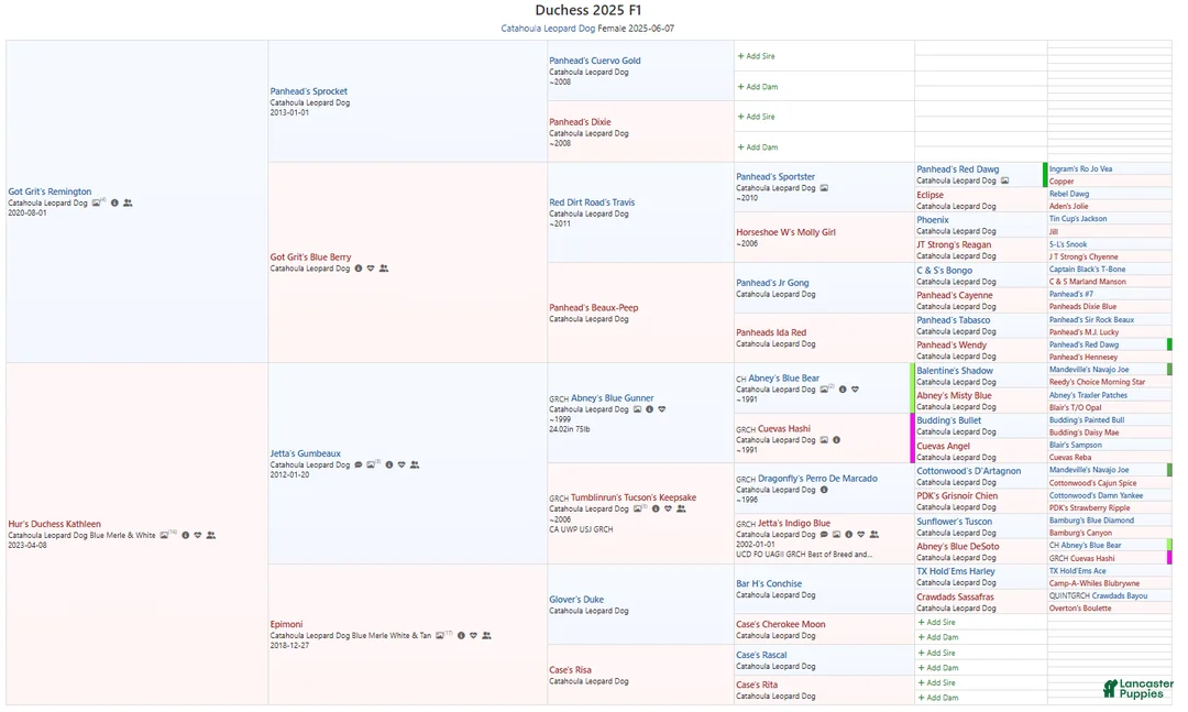 Catahoula Leopard Dog dogs for sale: Duchess 2025 Female 2 - Ad 11