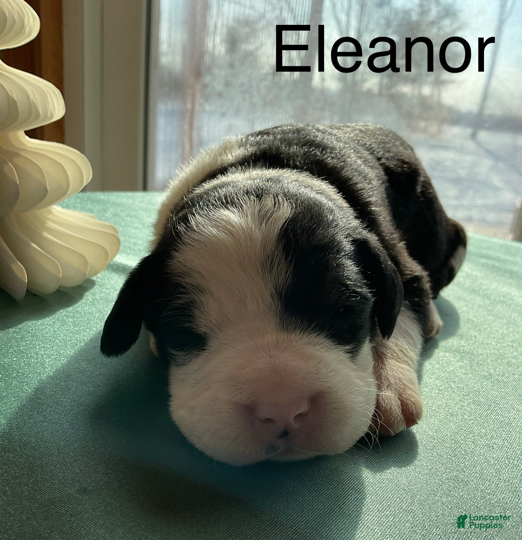 Mixed Breed dogs Eleanor  - Ad 3