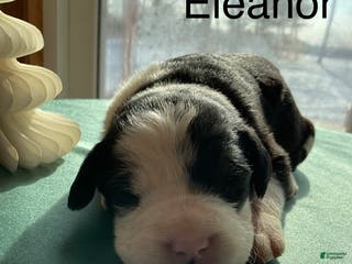 Mixed Breed dogs Eleanor - Ad 40