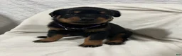 Rottweiler dogs for sale: lady - Ad 5