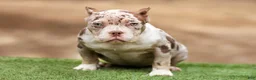 American Bully dogs for sale: Chocolate Tri Merle Female - Ad 5