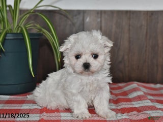 Maltese dogs Leo - Ad 34