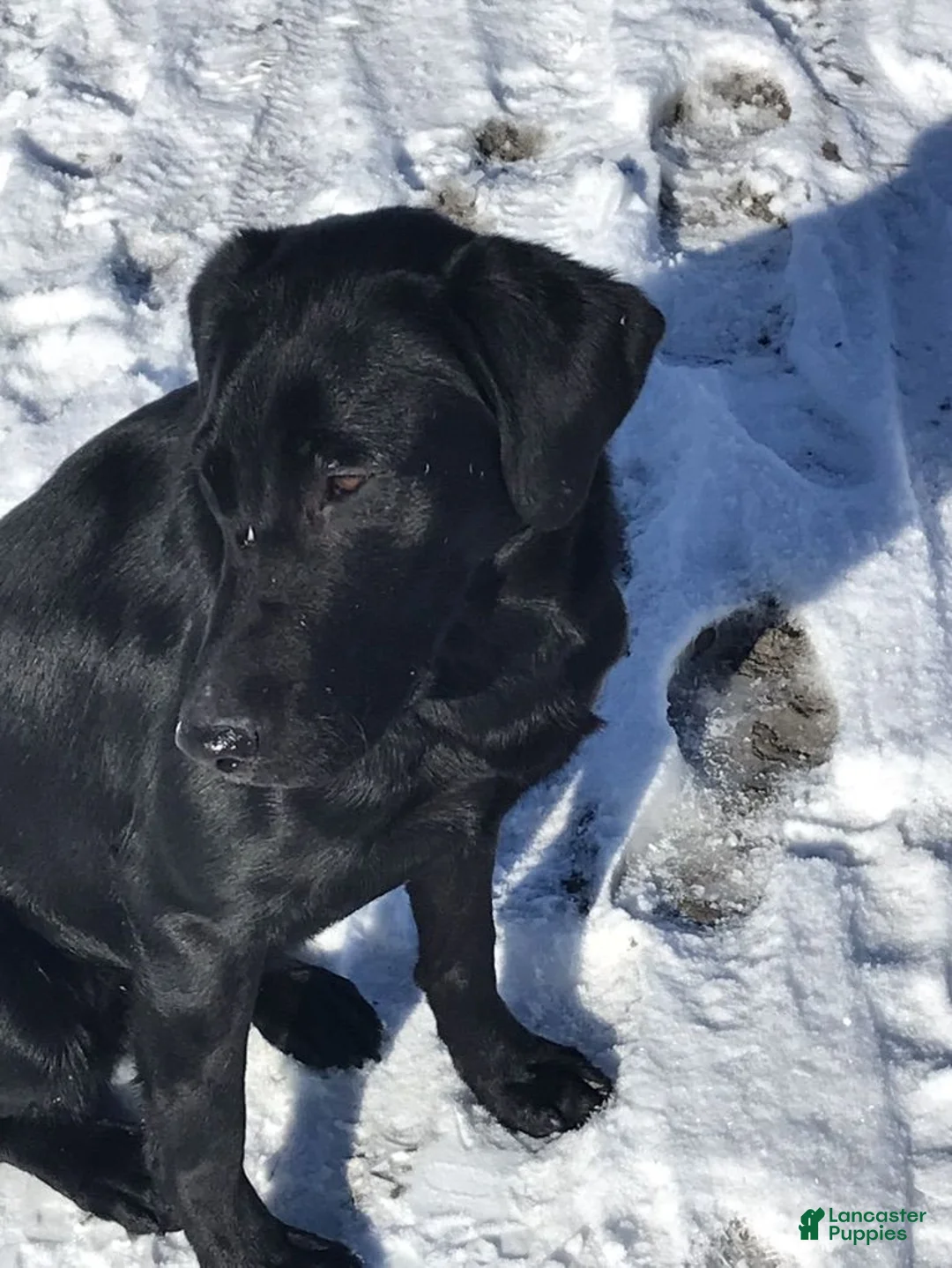 Labrador Retriever dogs for sale: Blue Collar Labrador Retriever Puppy 1 - Ad 2