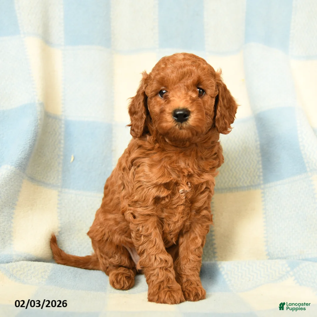 Miniature Poodle dogs for sale: Kylie - Ad 3