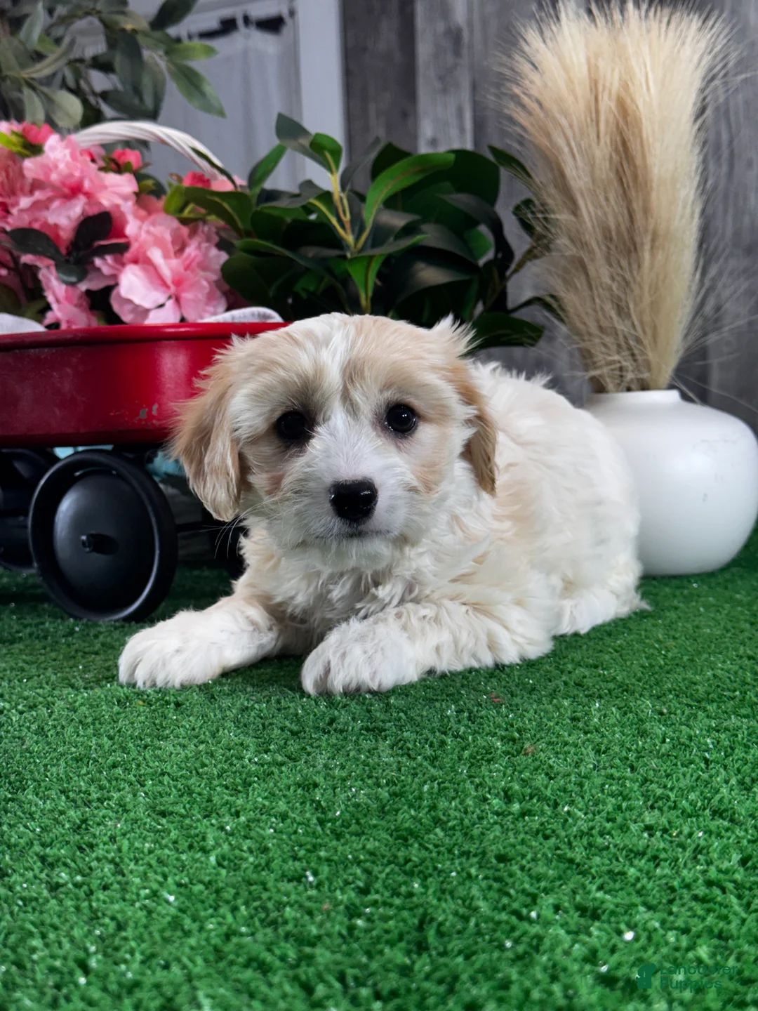 Cavachon dogs for sale: Violet  - Ad 5