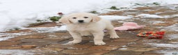 Golden Retriever dogs for sale: Chloe - Ad 4