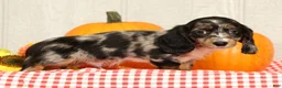 Miniature Dachshund dogs for sale: Blu - Ad 5