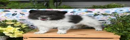 Pomeranian dogs for sale: Chippy - Ad 5