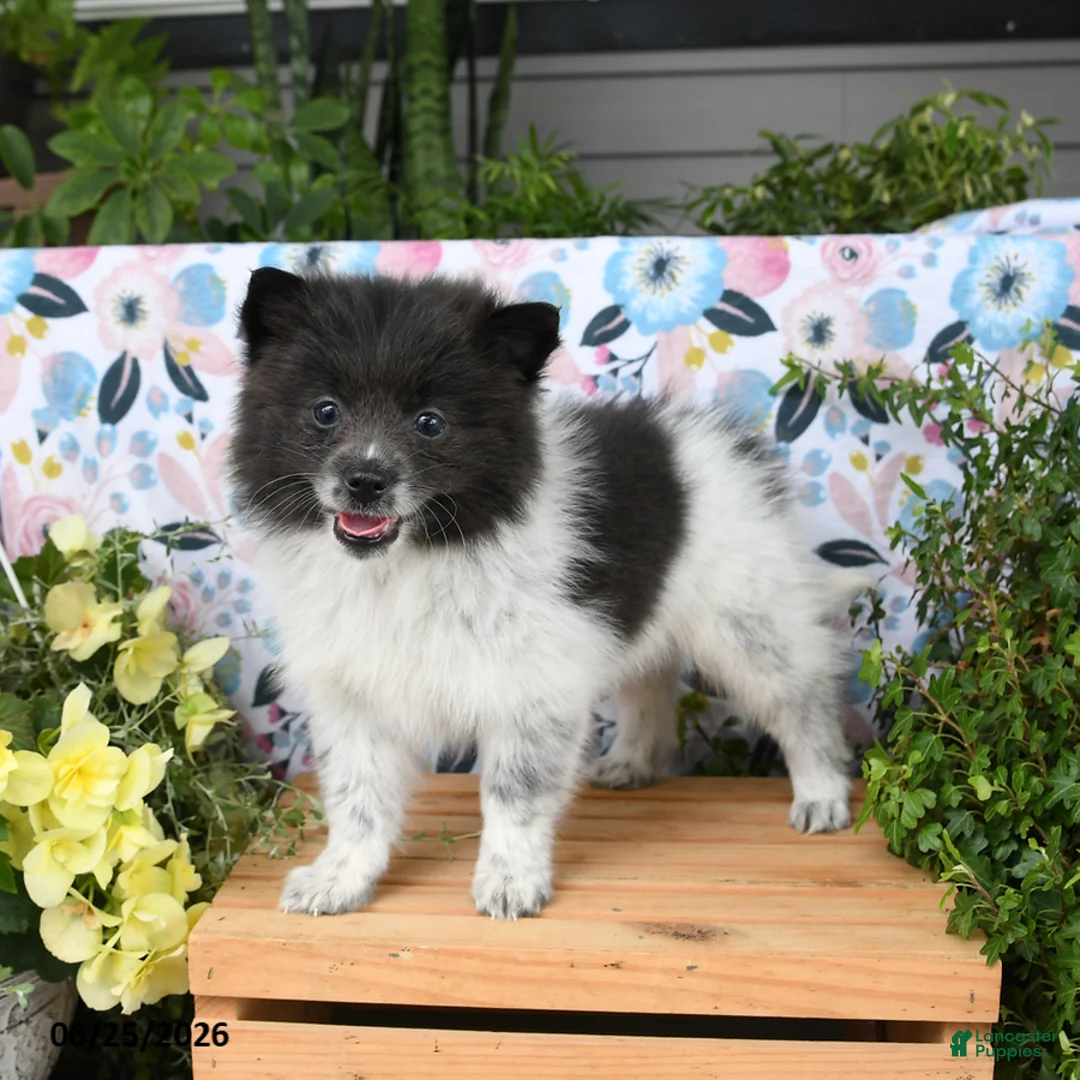 Pomeranian dogs for sale: Chippy - Ad 5