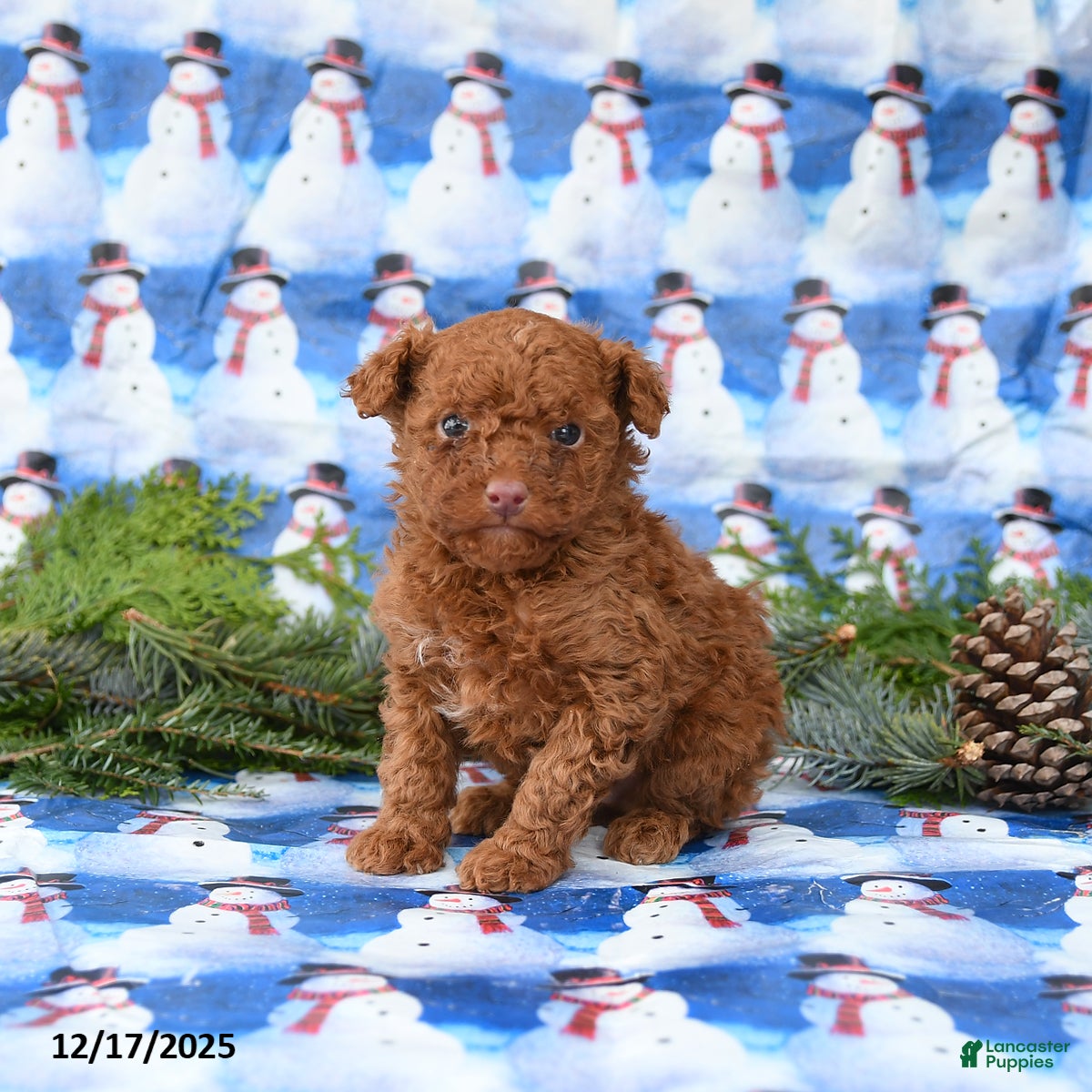Miniature Poodle dogs Lenny - Ad 29