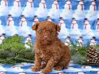 Miniature Poodle dogs Lenny - Ad 23