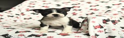 Boston Terrier dogs for sale: Jordan - Ad 3