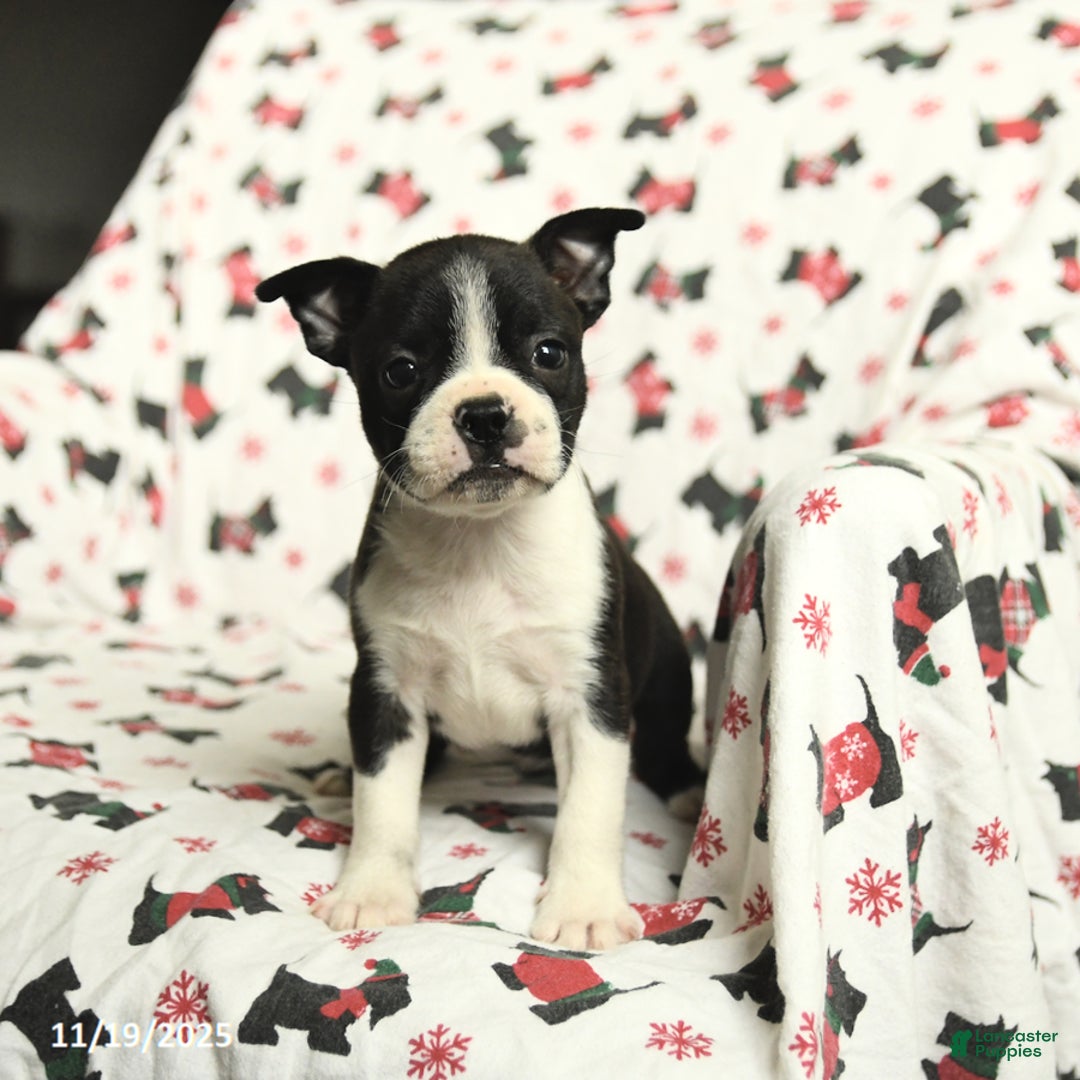 Boston Terrier dogs for sale: Jordan - Ad 3