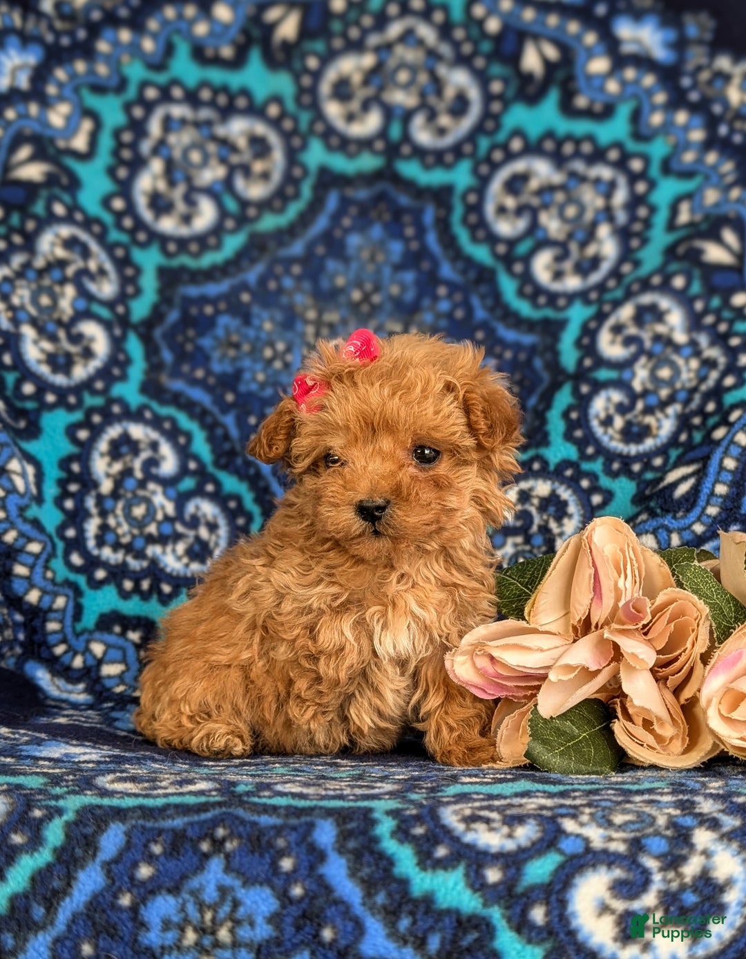 Bichpoo dogs for sale: Venus 8 lbs Full Grown - Ad 3