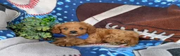Cavapoo dogs for sale: Dale Hypoallergenic - Ad 4