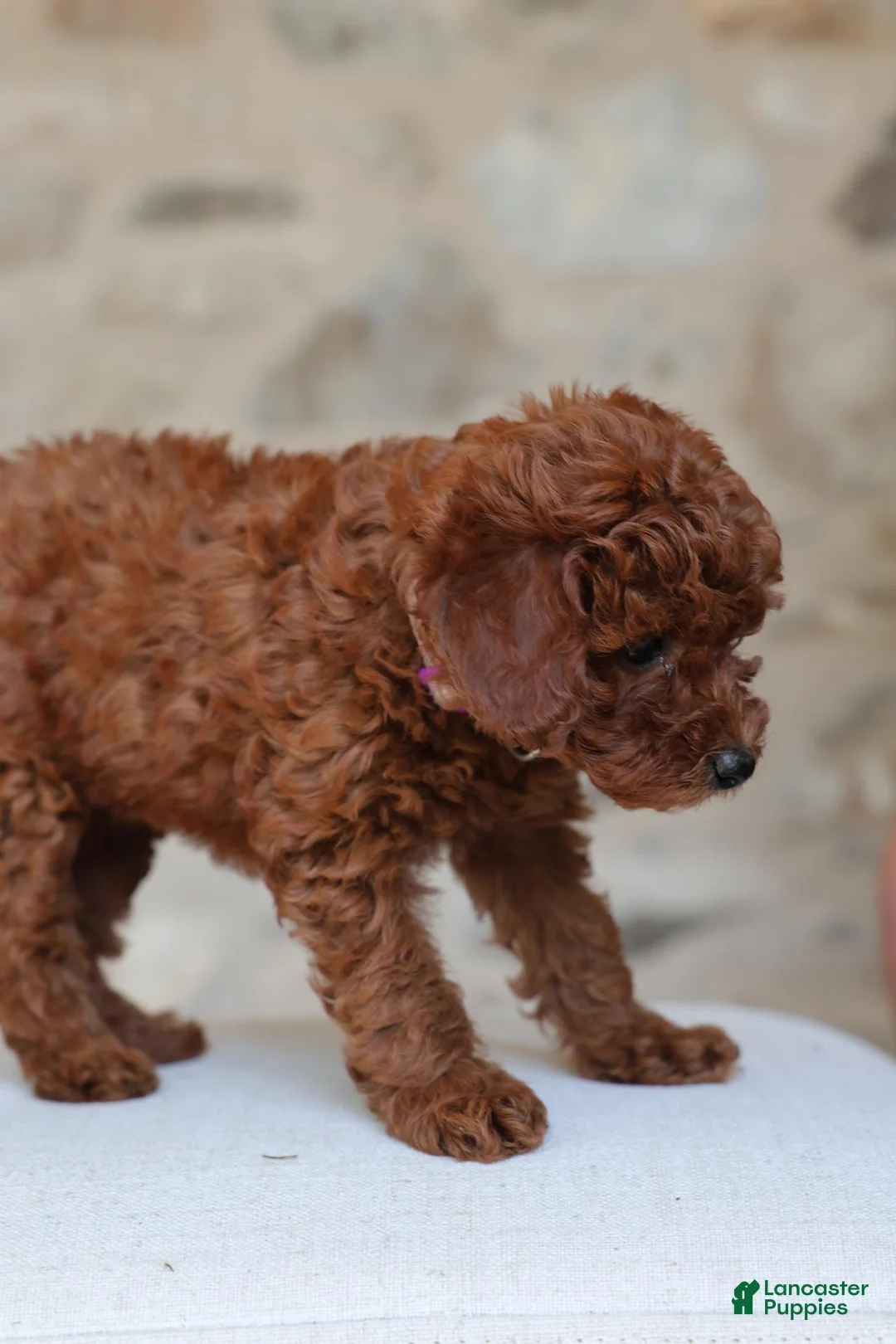 Toy Poodle dogs for sale: Addalice - Ad 2