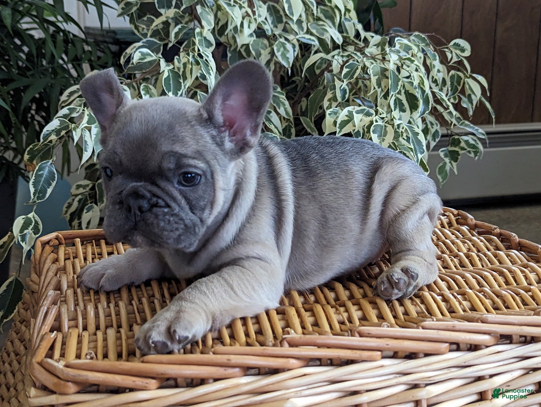 French Bulldog dogs for sale: Sam - Ad 2