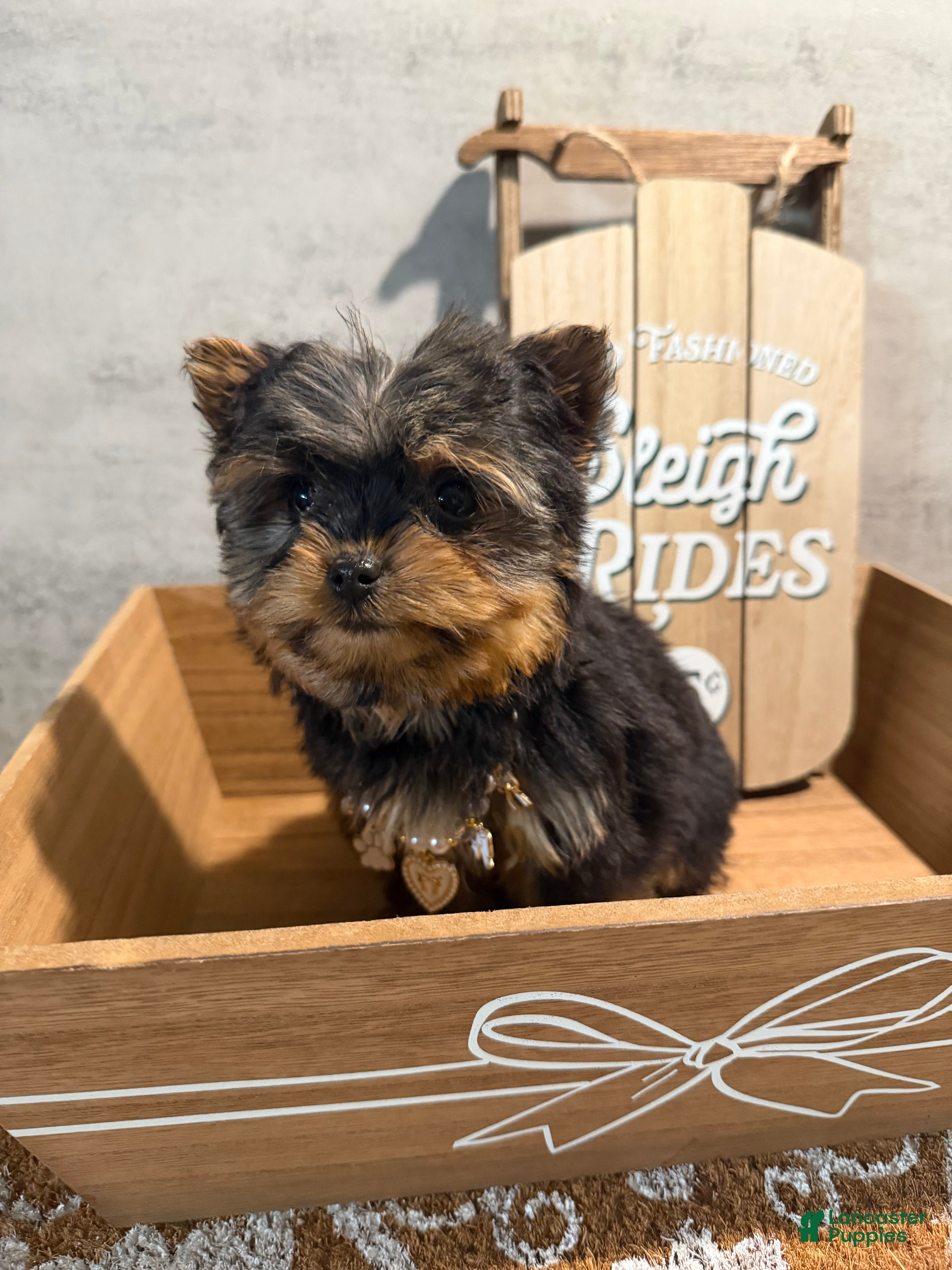 Yorkshire Terrier dogs Jean - Ad 36