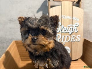 Yorkshire Terrier dogs Jean - Ad 42