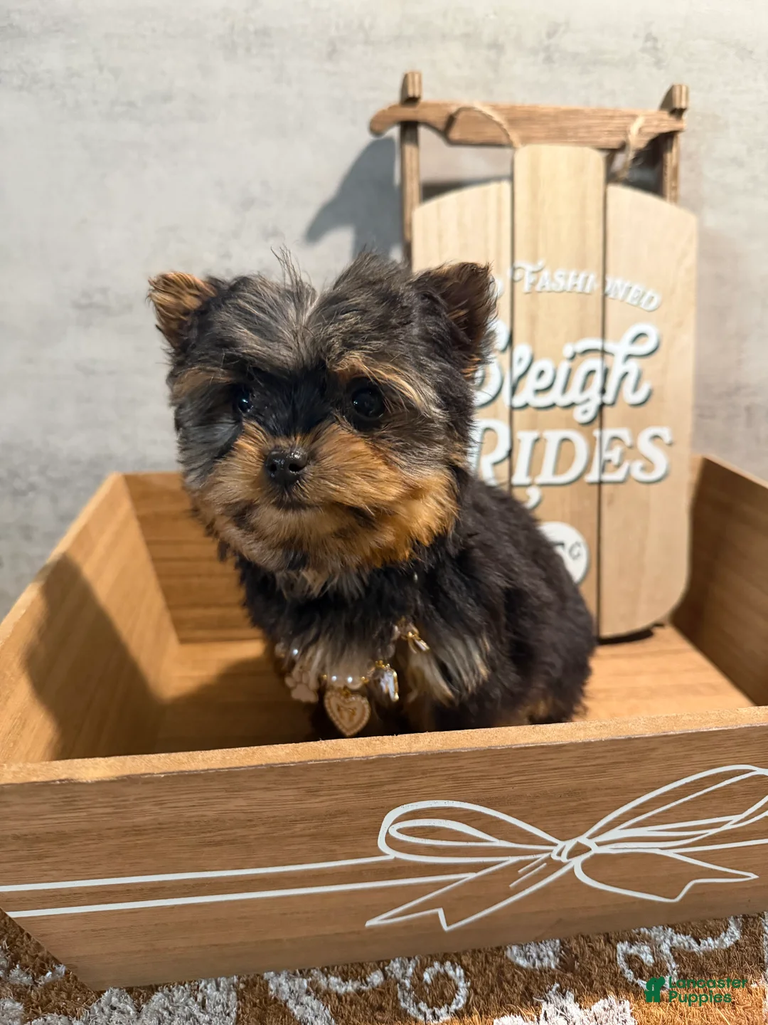Yorkshire Terrier dogs for sale: Jean - Ad 1