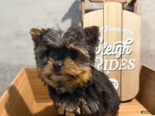 Yorkshire Terrier dogs Jean - Ad 4