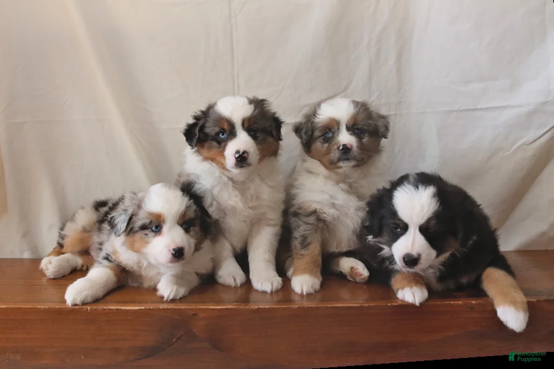 Miniature Australian Shepherd dogs for sale: Spice - Ad 2