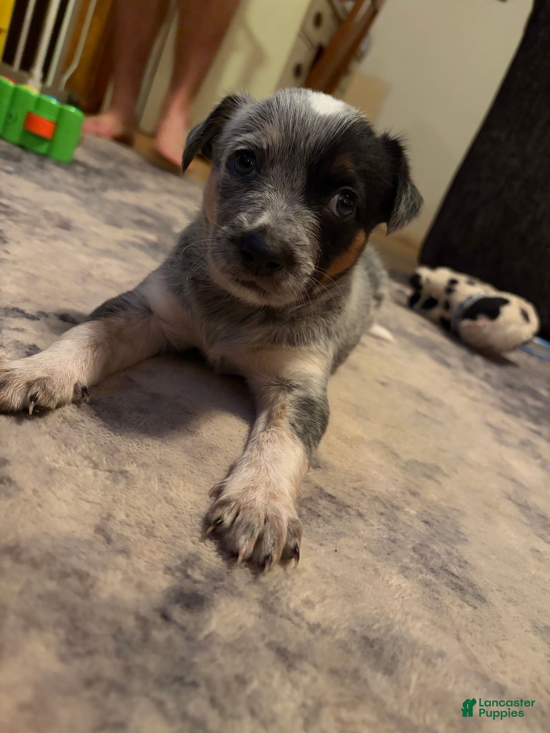 Australian Cattle Dog dogs for sale: Princess - Ad 1