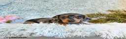Miniature Dachshund dogs for sale: Buttons - Ad 3