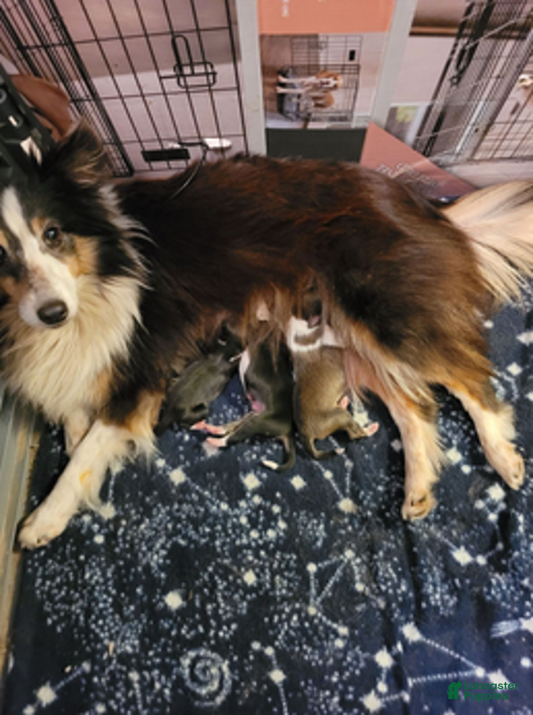 Shetland Sheepdog dogs for sale: Sweetie pie - Ad 7