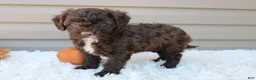 Cavapoo dogs for sale: Jasper - Ad 11