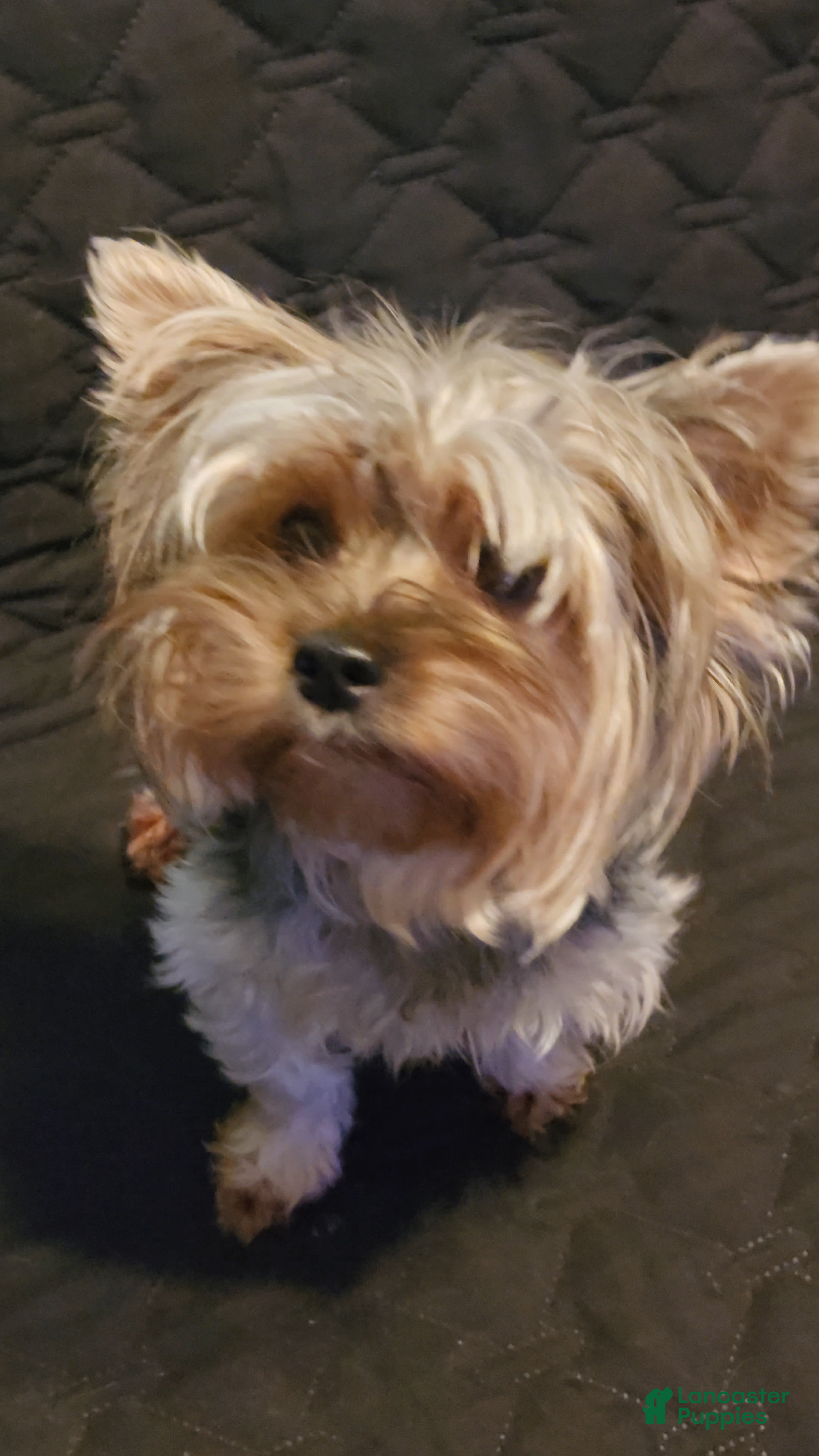 Furbaby Luna