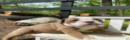 English Bulldog dogs for sale: Susie - Ad 10