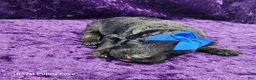 Miniature Schnauzer dogs for sale: Gerard - Ad 1
