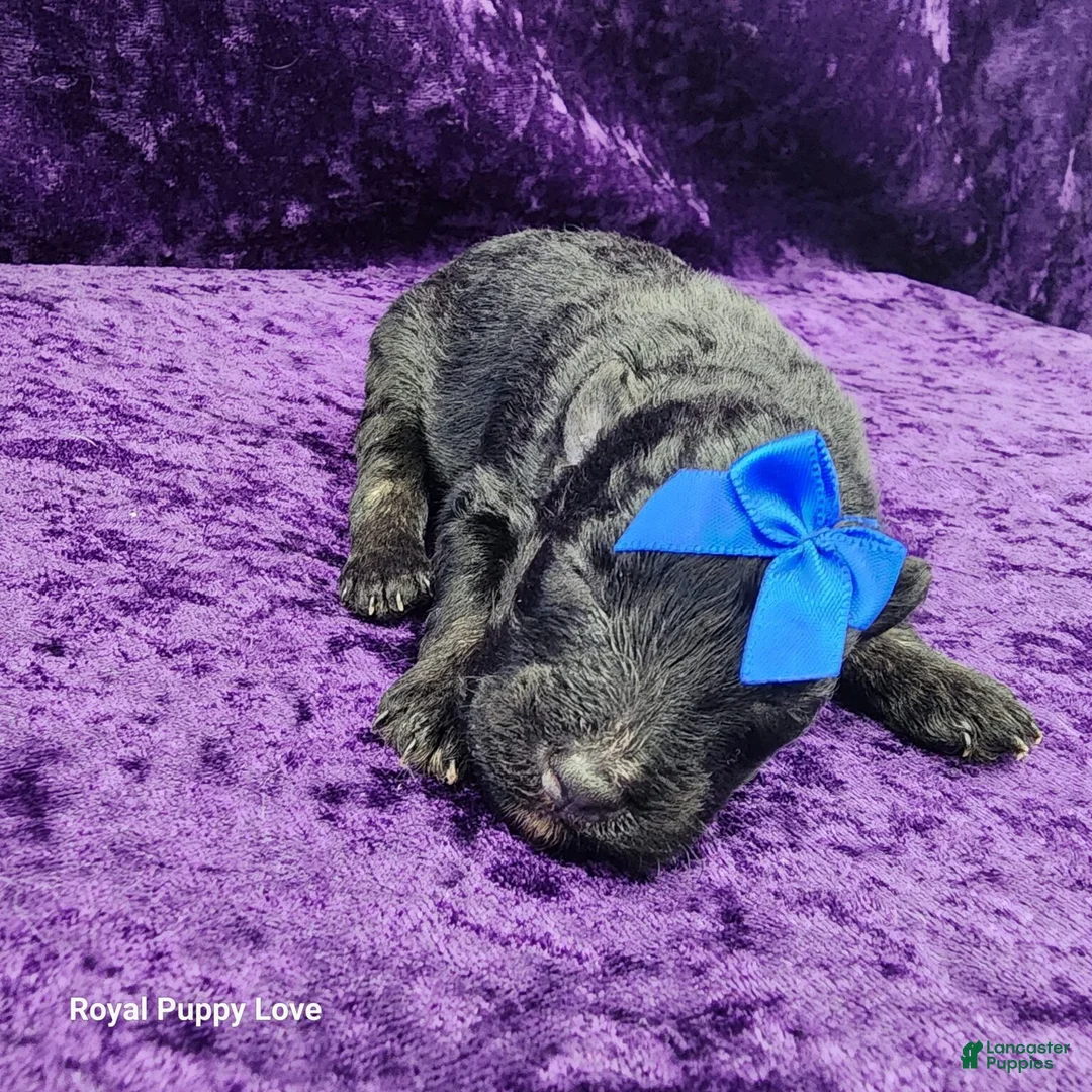 Miniature Schnauzer dogs for sale: Gerard - Ad 1