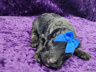 Miniature Schnauzer dogs Gerard - Ad 18