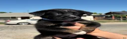 Mixed Breed dogs for sale: Loki - Ad 2