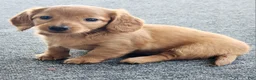 Miniature Dachshund dogs for sale: Molly - Ad 6