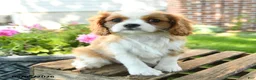 Cavalier King Charles Spaniel dogs for sale: Lacey - Ad 1