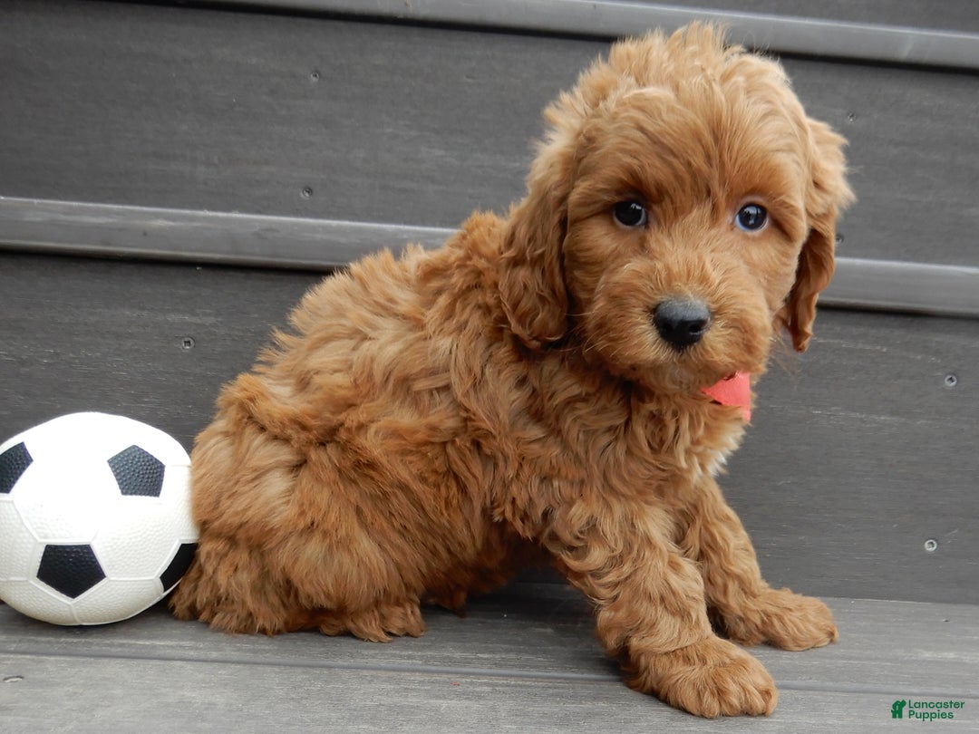 Mini Goldendoodle dogs for sale: Evan - Ad 7