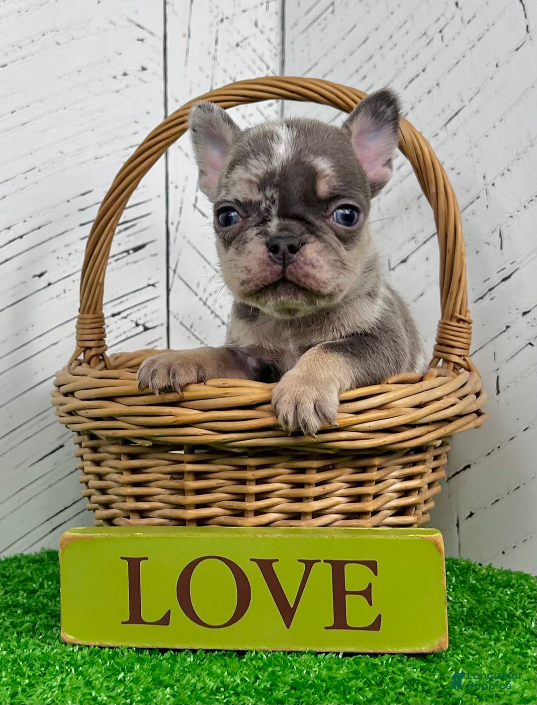 French Bulldog dogs for sale: Damon - Ad 3