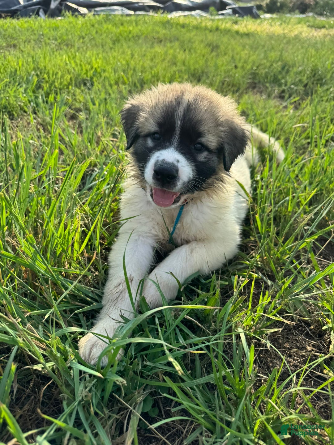 Gallery Image {{count}}