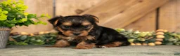 Yorkshire Terrier dogs for sale: Faith - Ad 3