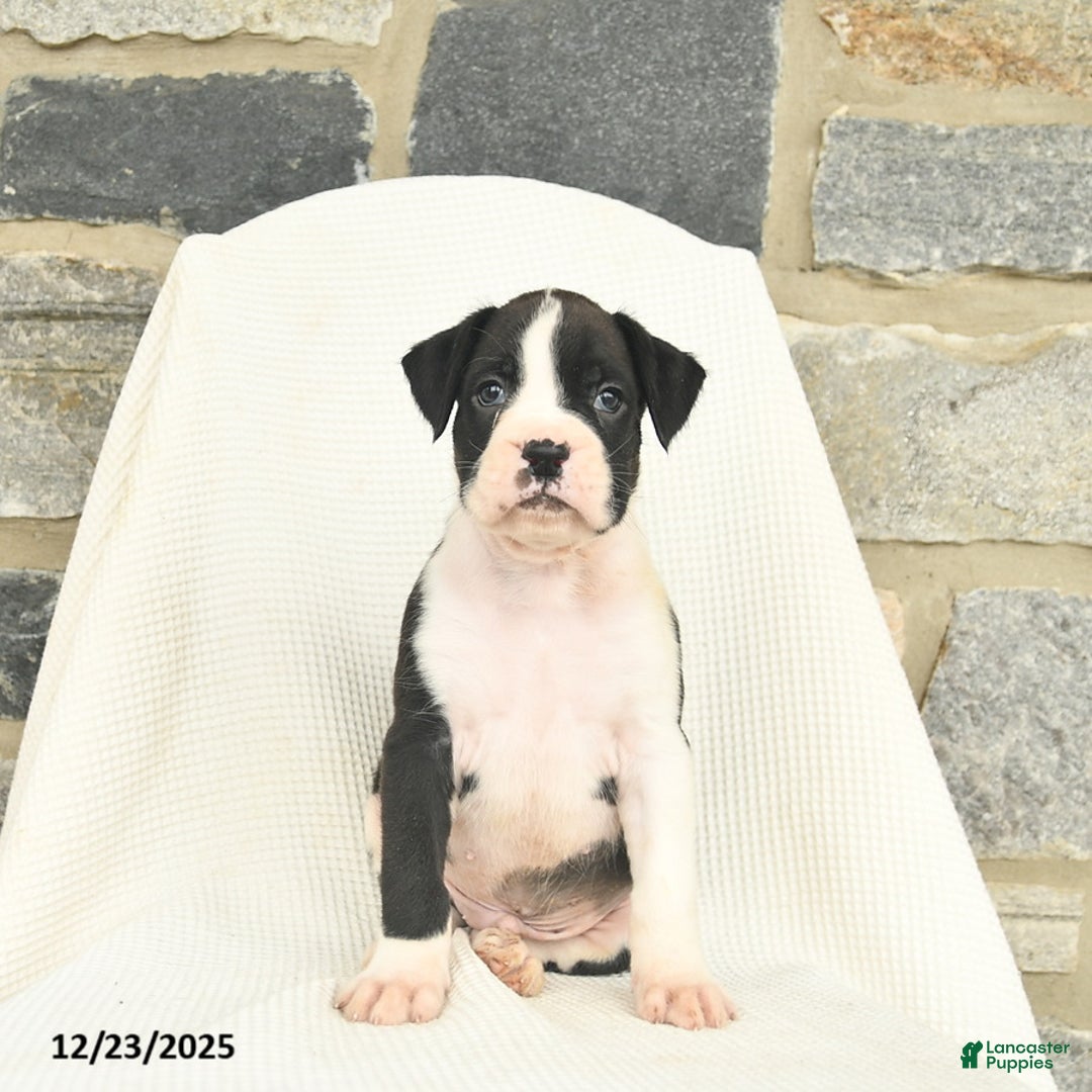 Boxer dogs for sale: West  - Ad 1