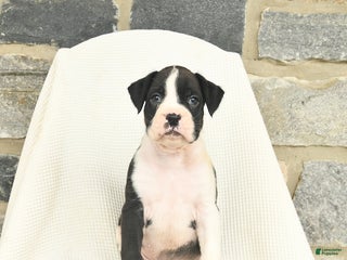 Boxer dogs West - Ad 17