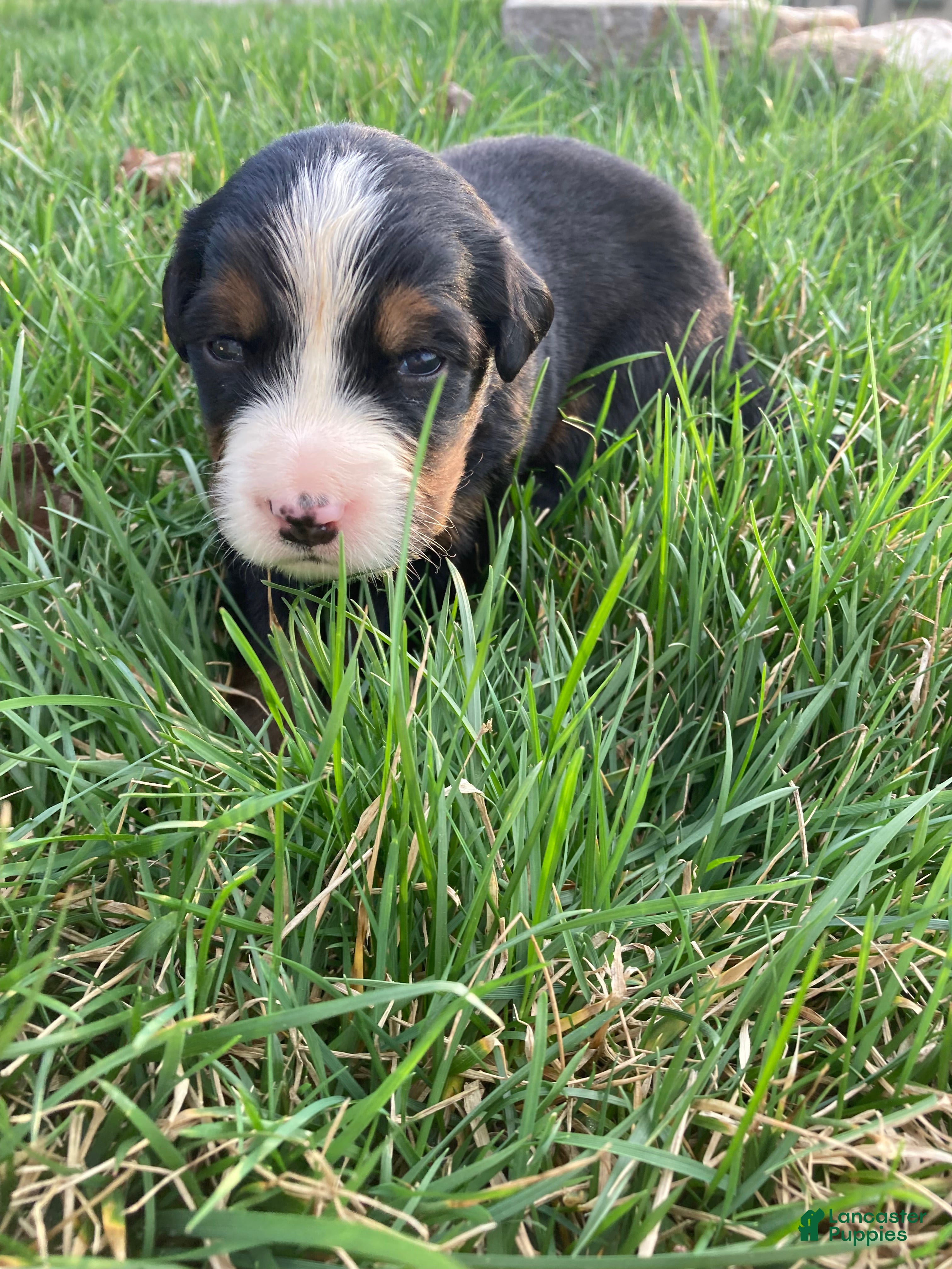 Bernese Mountain Dog dogs Ginger - Ad 2