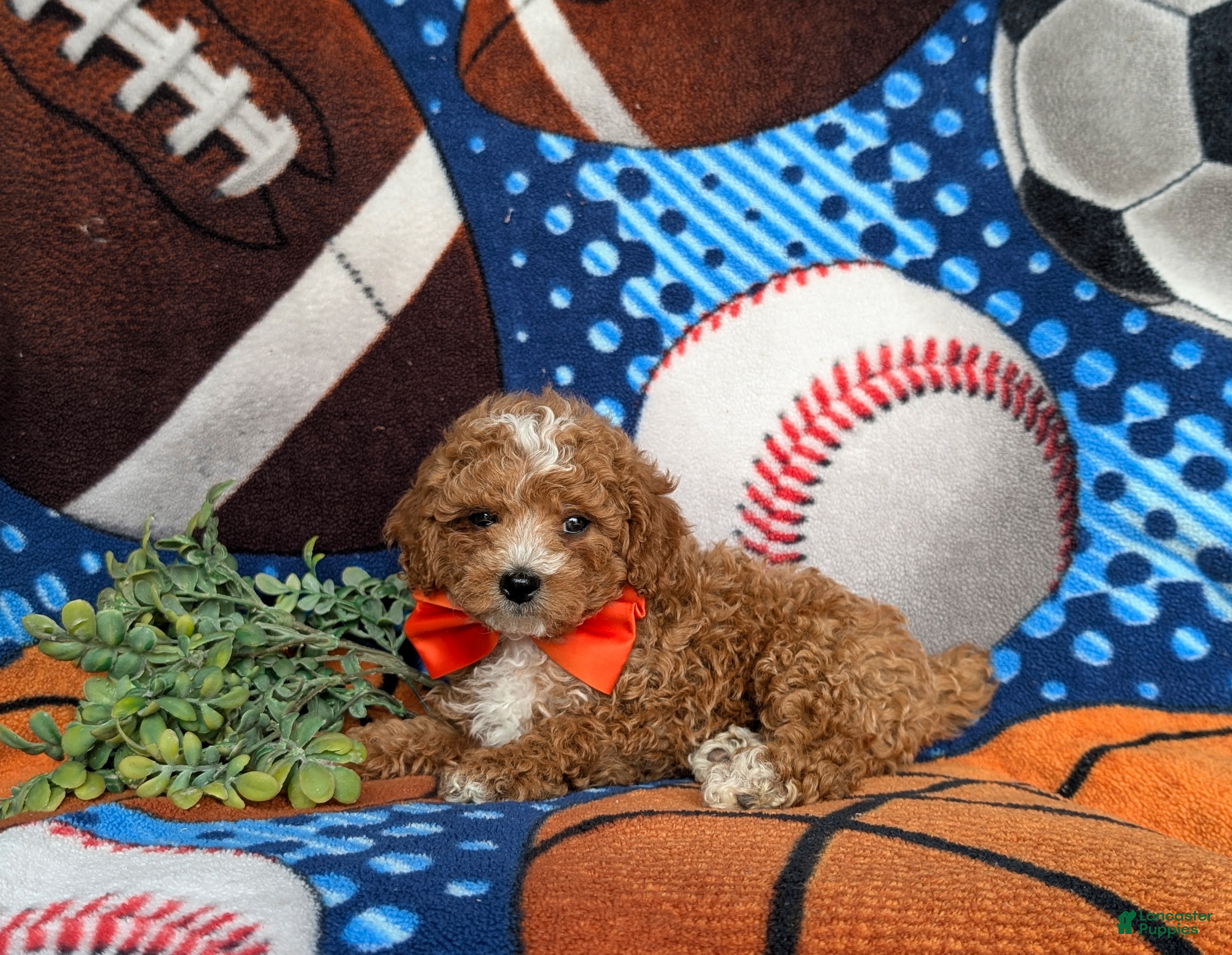 Miniature Poodle dogs for sale: Oden - Ad 4