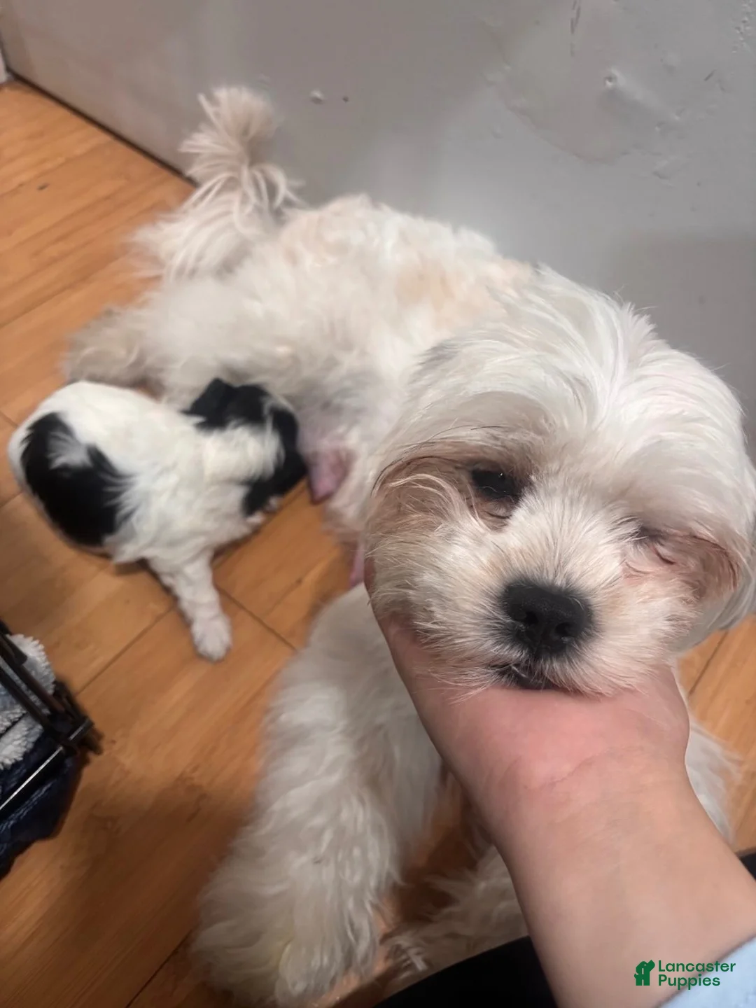 Shih Tzu dogs for sale: Shih Tzu 4 - Ad 2