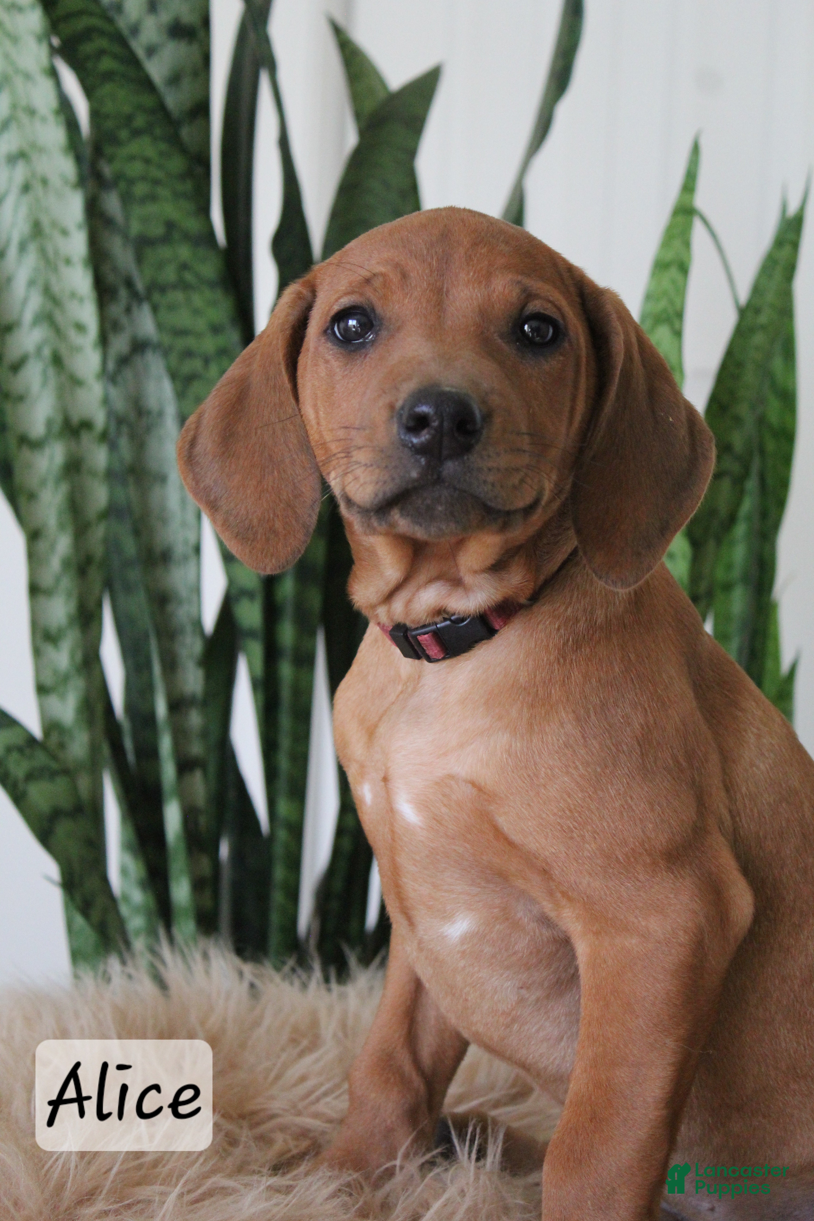 Rhodesian Ridgeback dogs Rhodesian Ridgeback Puppy 8 - Ad 1