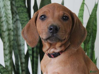 Rhodesian Ridgeback dogs Rhodesian Ridgeback Puppy 8 - Ad 3